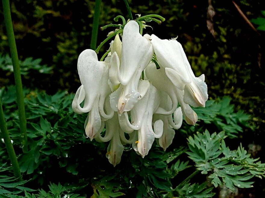 シロバナコマクサ