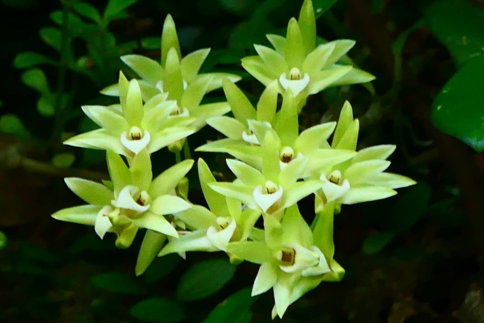 キバナノセッコク