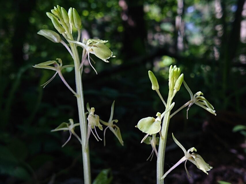 セイタカスズムシソウ