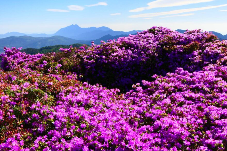 背景は、由布岳