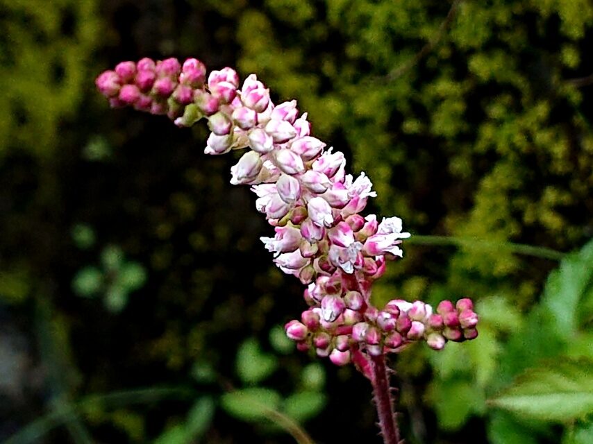 テリハアカショウマ