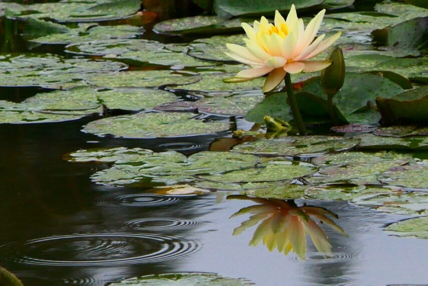 スイレンと波紋-2