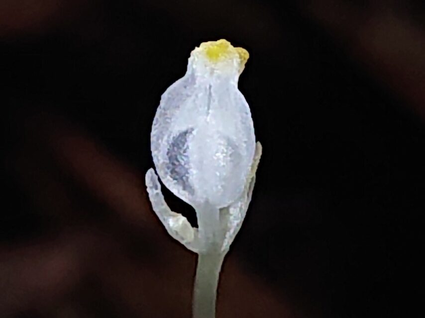 キリシマシャクジョウ