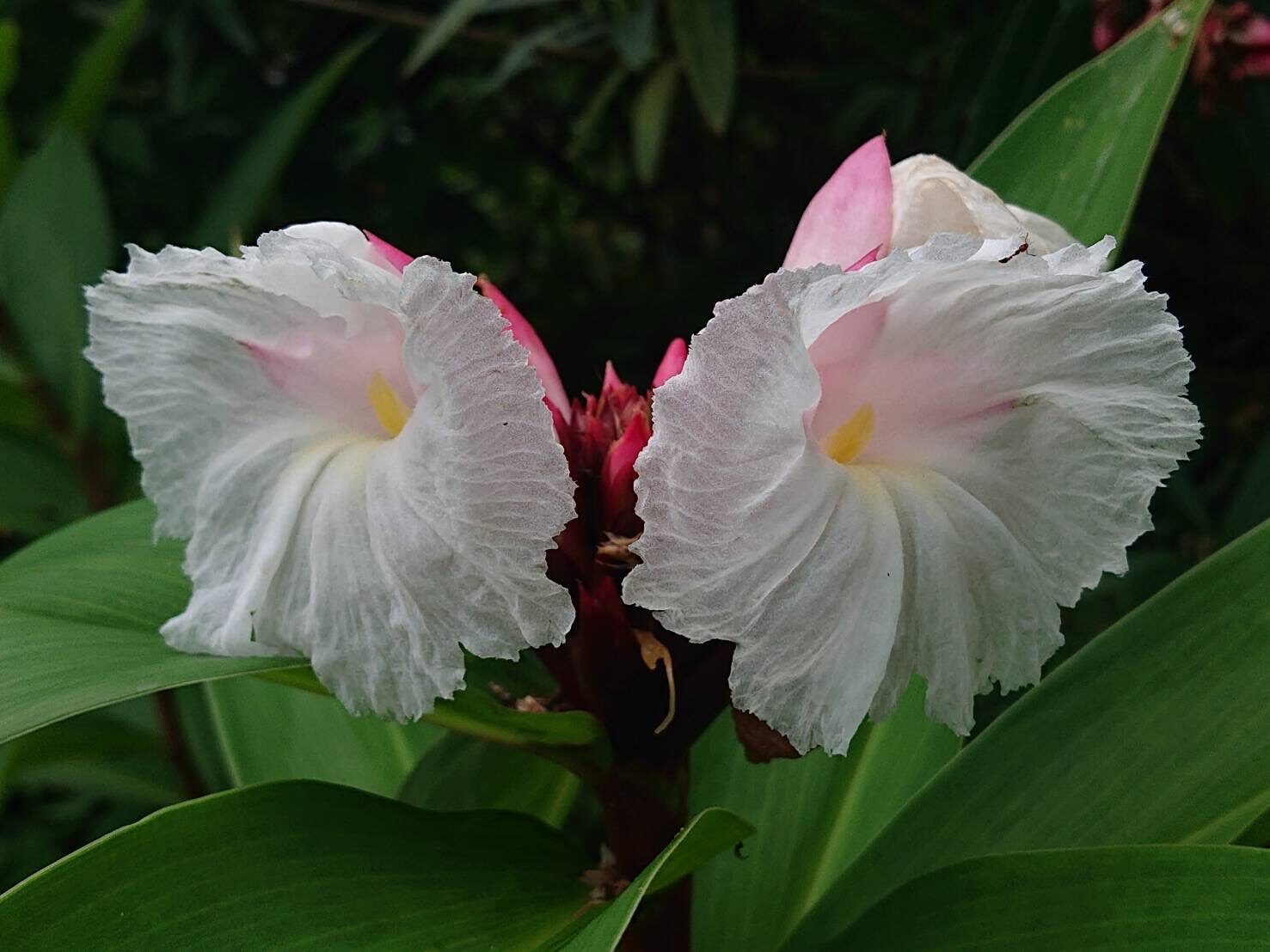 オオホザキアヤメ