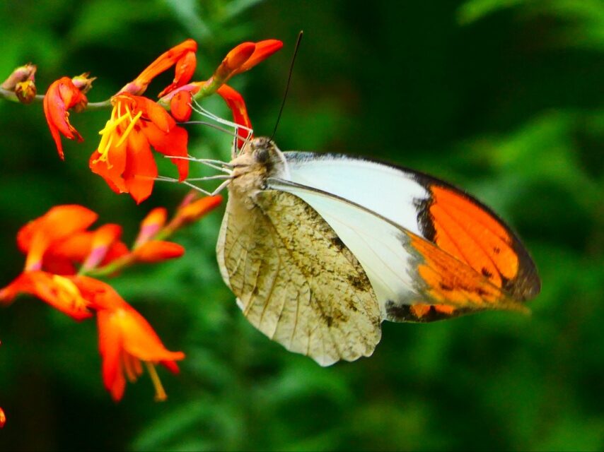 ツマベニチョウ