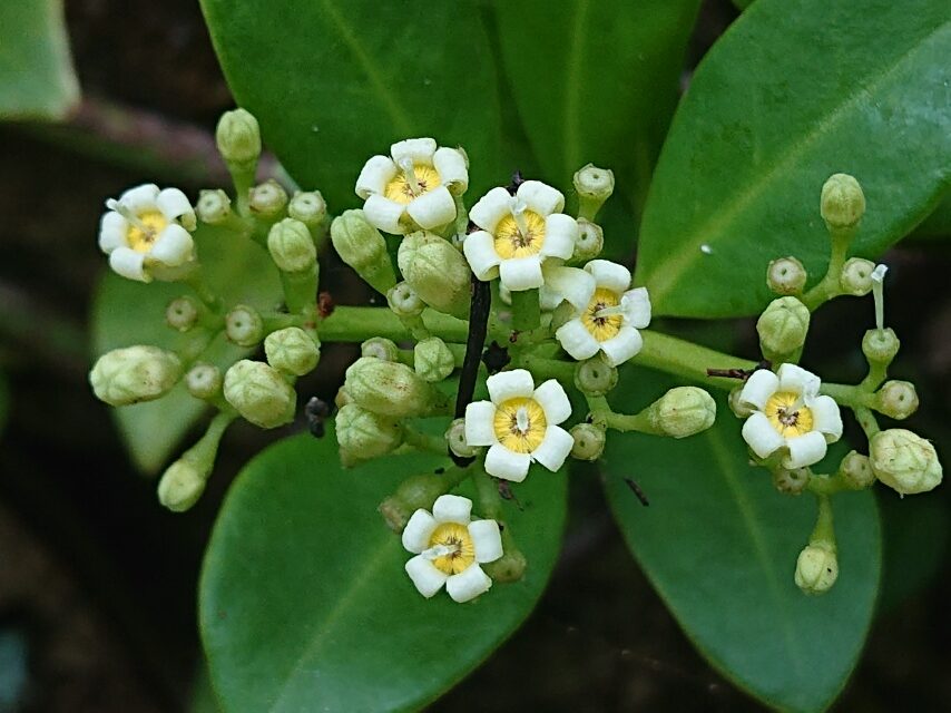 シラタマカズラ