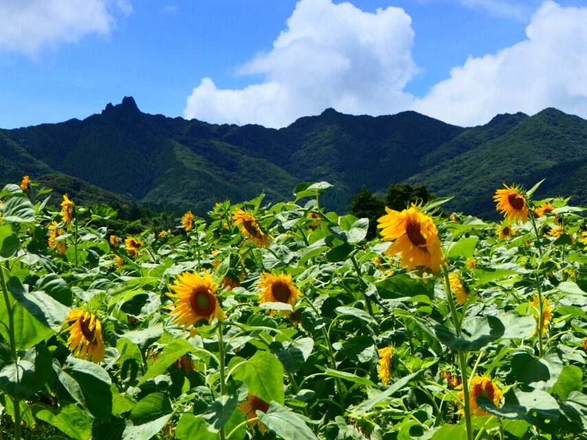大浦町のヒマワリ