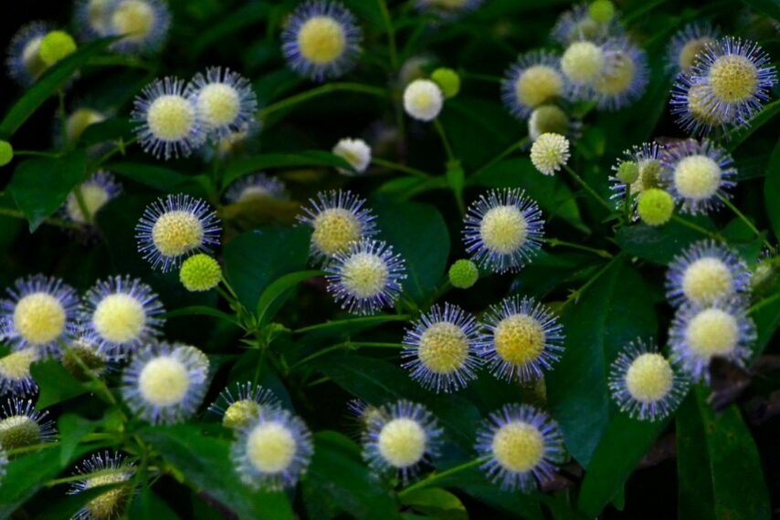 タニワタリノキ-4