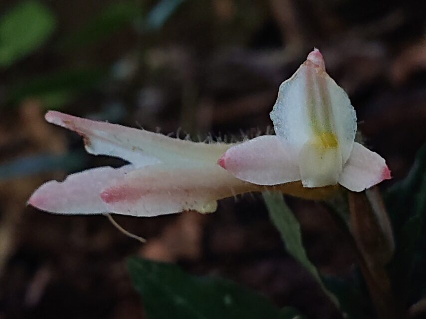 ベニシュスラン