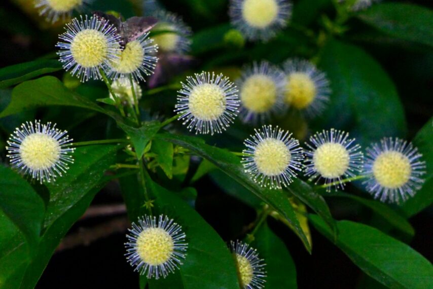 タニワタリノキ-2