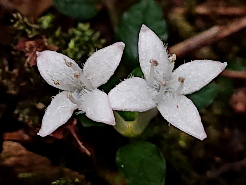 ツルアリドオシ(短花柱花)
