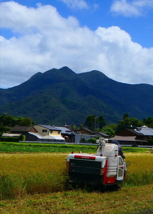 金峰コシヒカリの稲刈り真っ最中