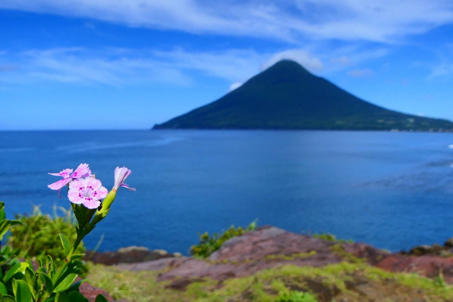 ヒメハマナデシコ