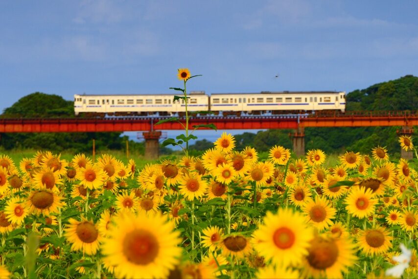 ヒマワリと指宿枕崎線