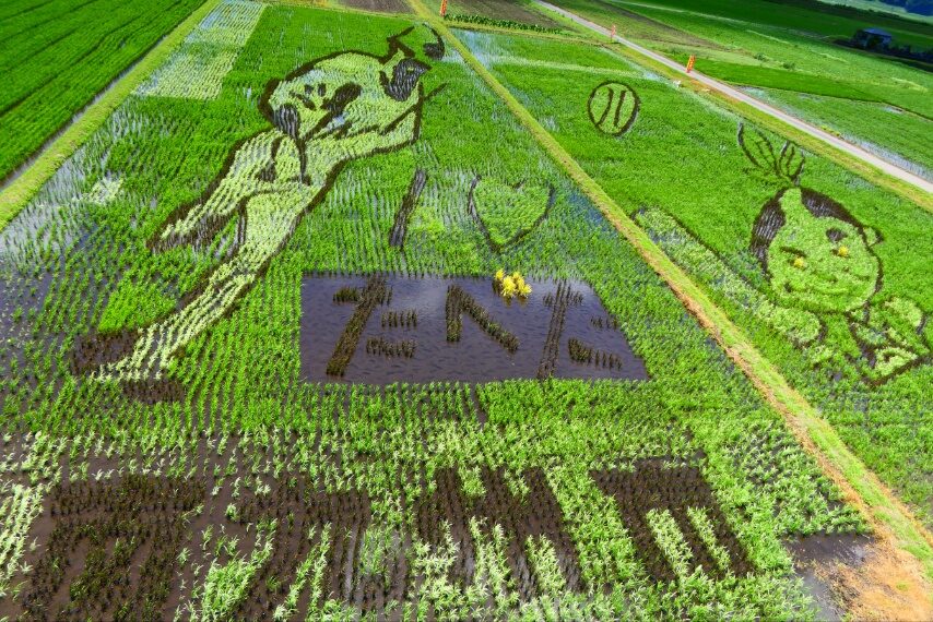 「田んぼアート in 南九州市」-2