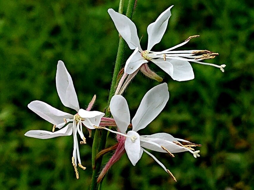 ハクチョウソウ