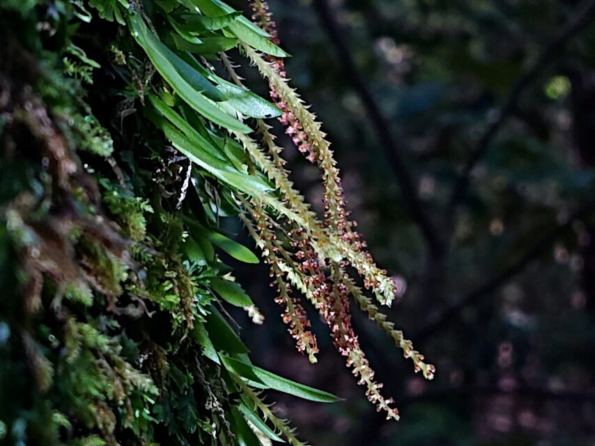 オオバヨウラクラン