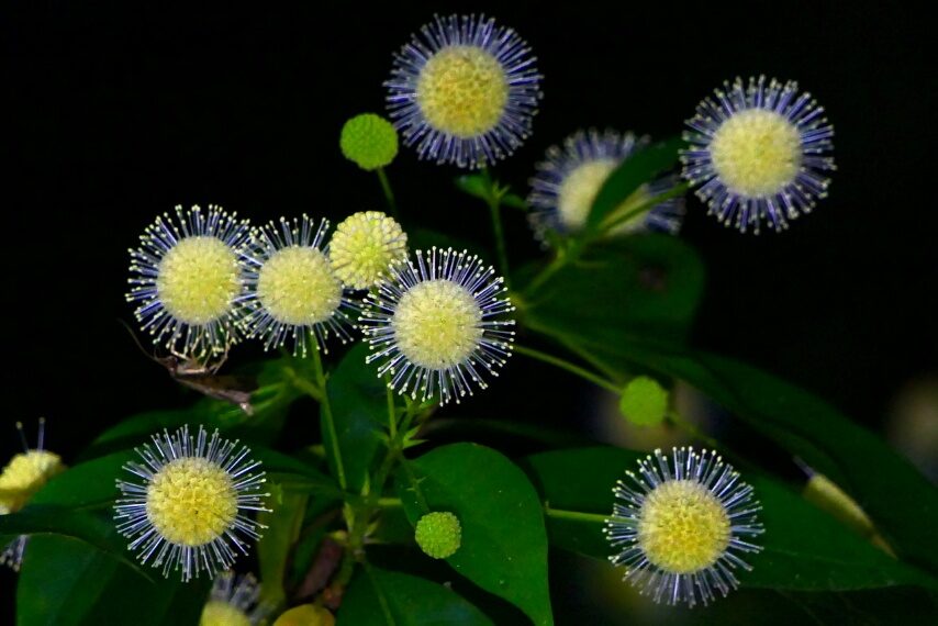 タニワタリノキ-1