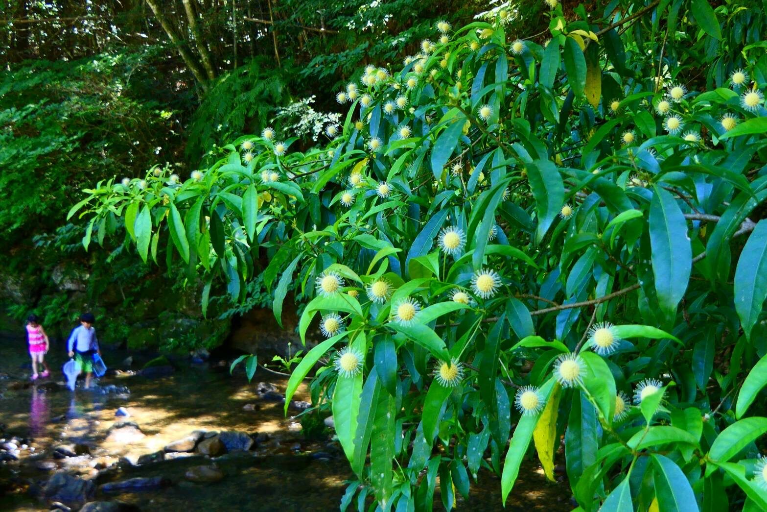 子どもたちは沢遊び-2
