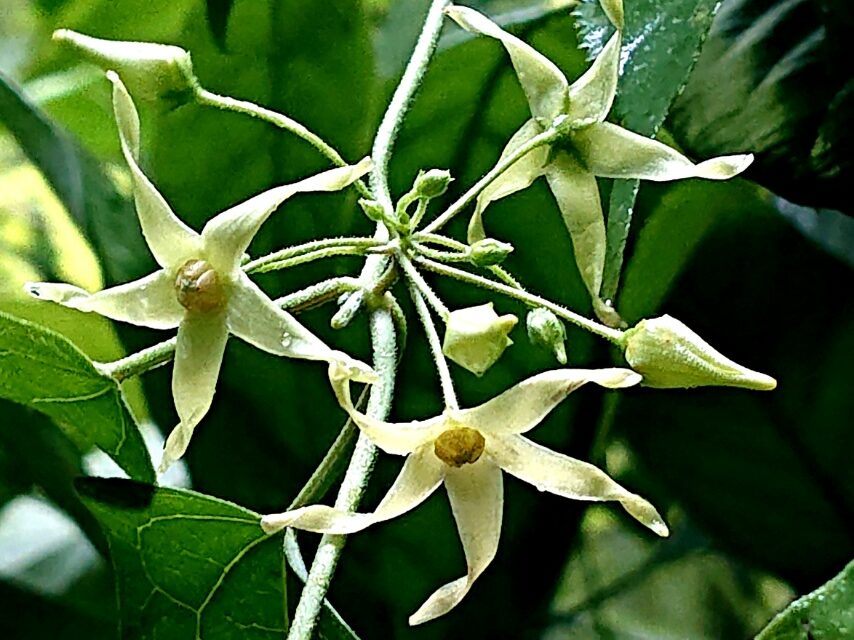 ナンゴクカモメヅル