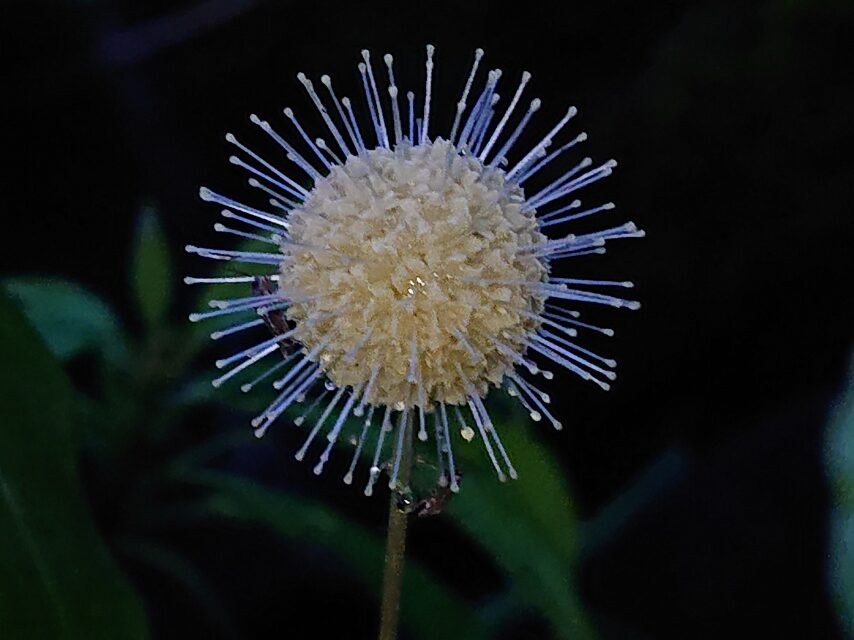 タニワタリノキ