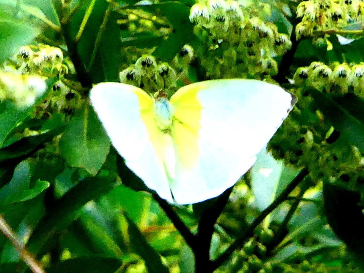 ウスキシロチョウ