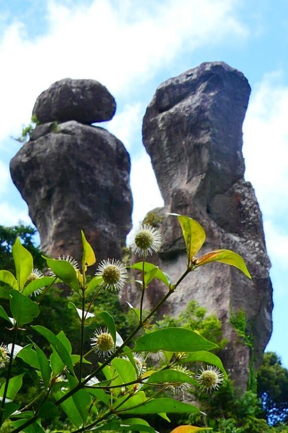 タニワタリノキと内山田陰陽石(立神)