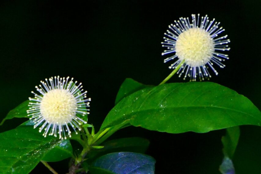 タニワタリノキ-3