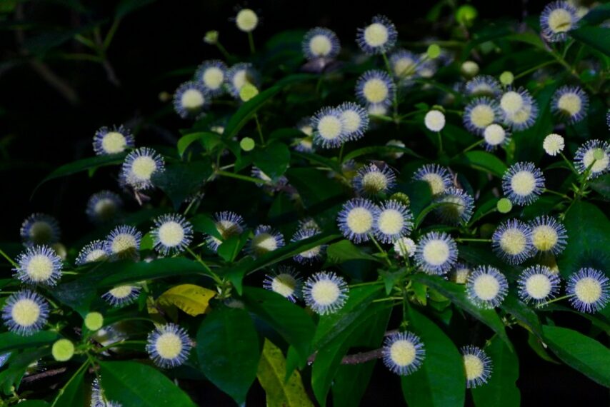 タニワタリノキ-5