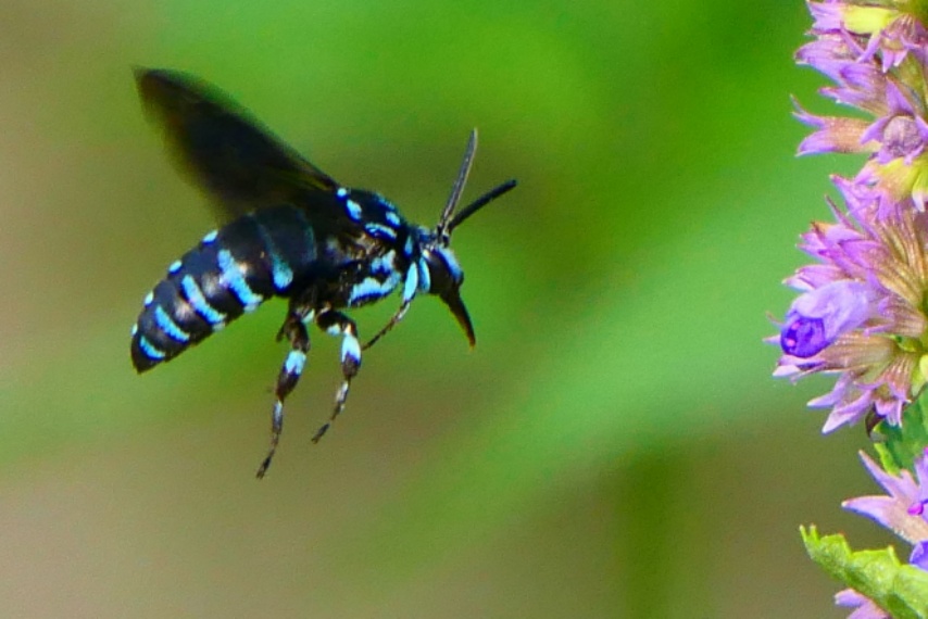 幸せを呼ぶ青い蜂など🎵 | NTT労組退職者の会鹿児島県支部協議会