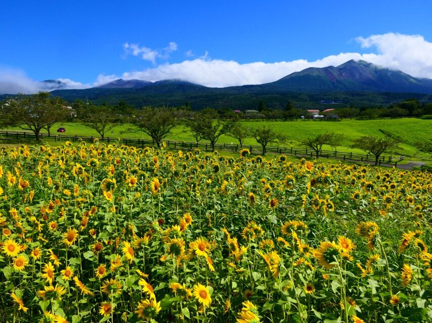 高千穂牧場のヒマワリ-1