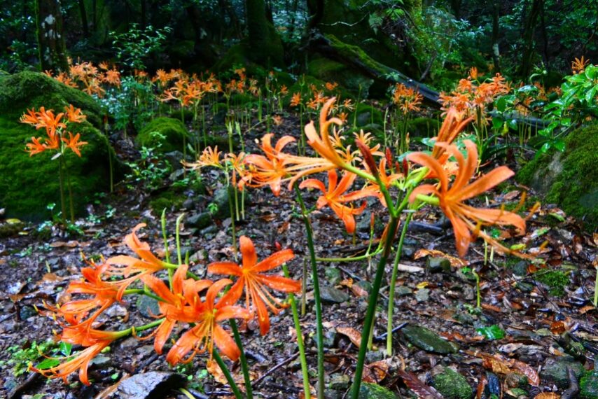 オオキツネノカミソリ-1