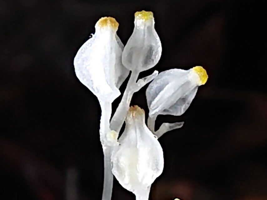 キリシマシャクジョウ