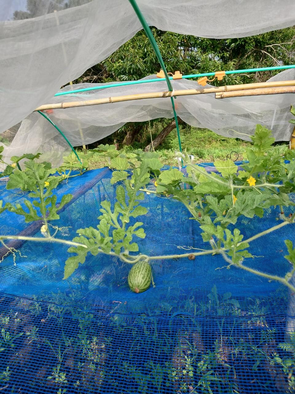 スイカドームの中