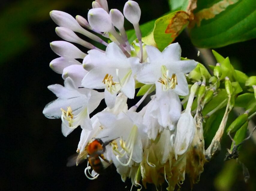 ヒュウガギボウシ