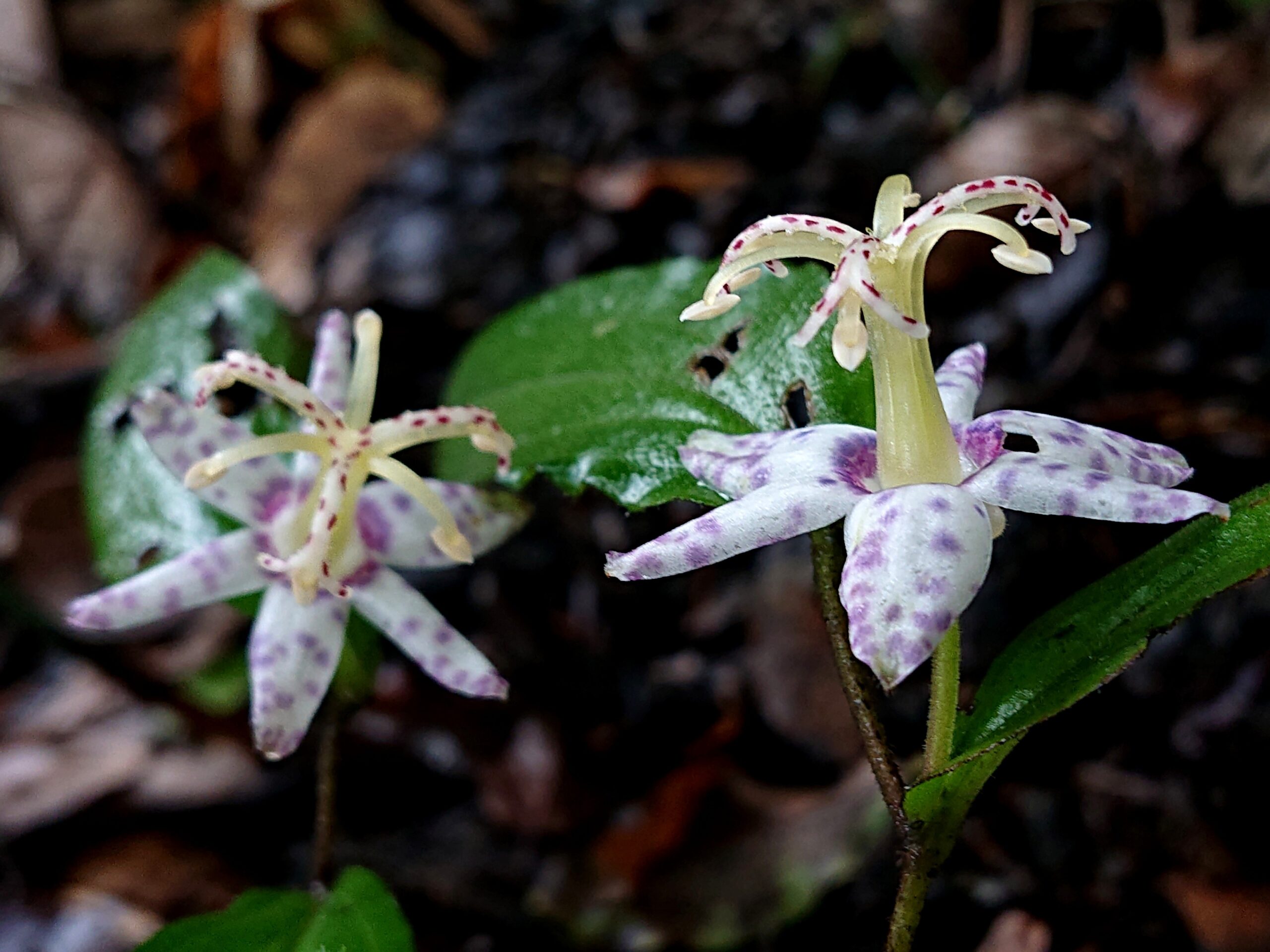 ヤマジノホトトギス