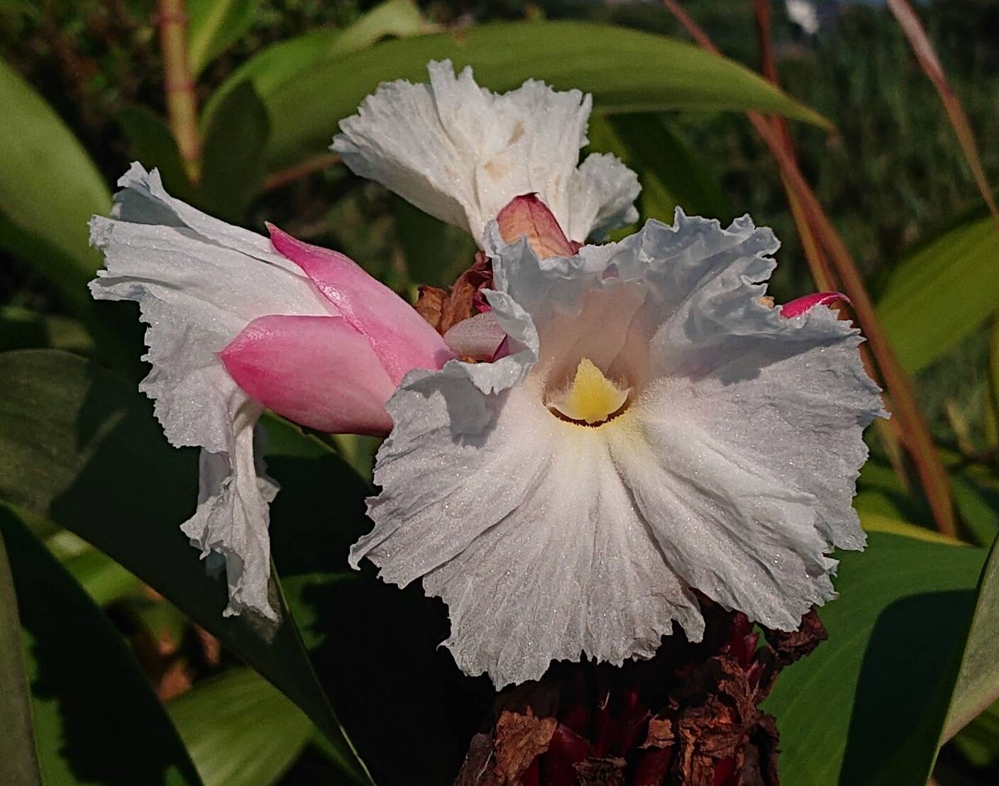 オオホザキアヤメ