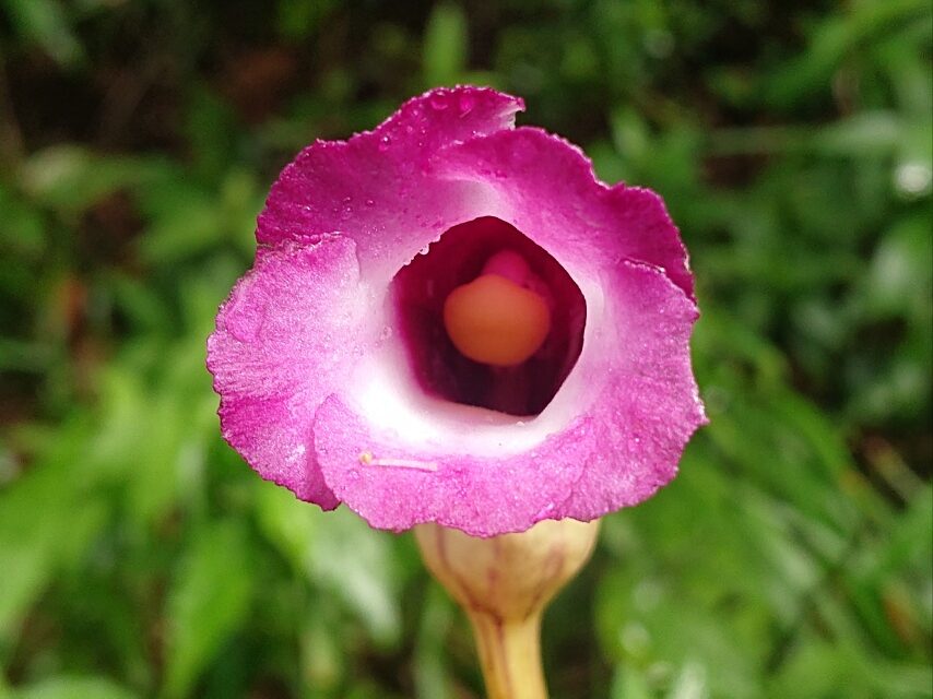 オオナンバンギセル