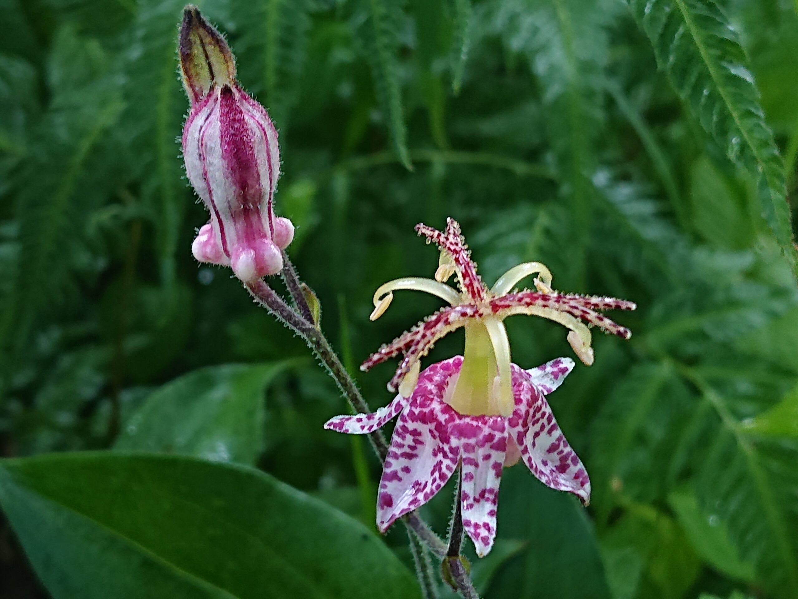 ヤマホトトギス