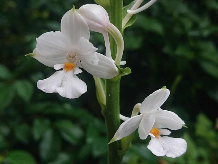 ナツエビネ(白花)