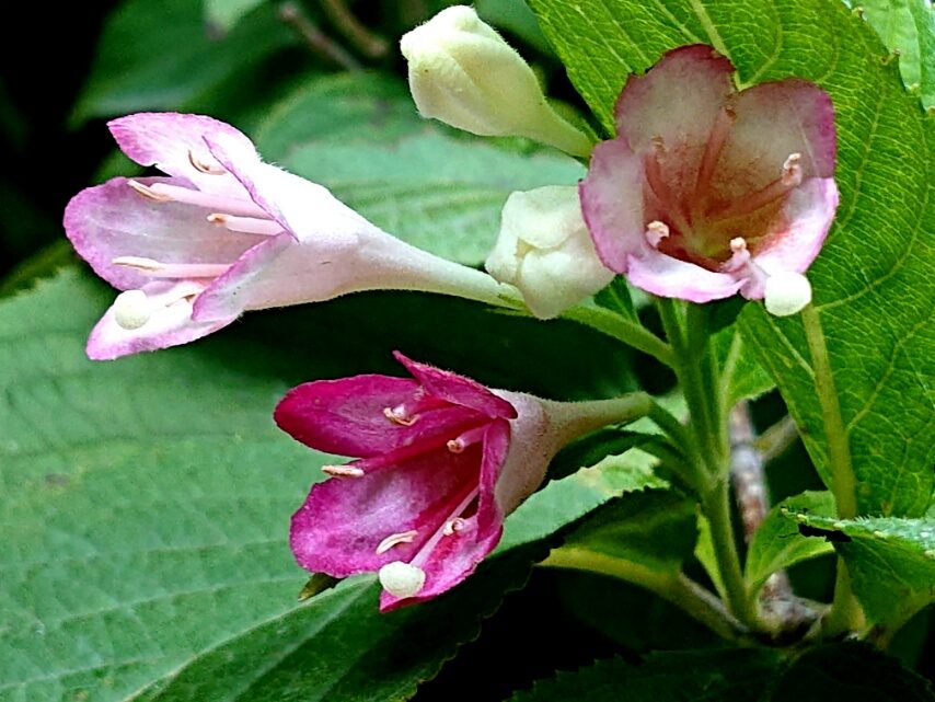 ツクシヤブウツギ