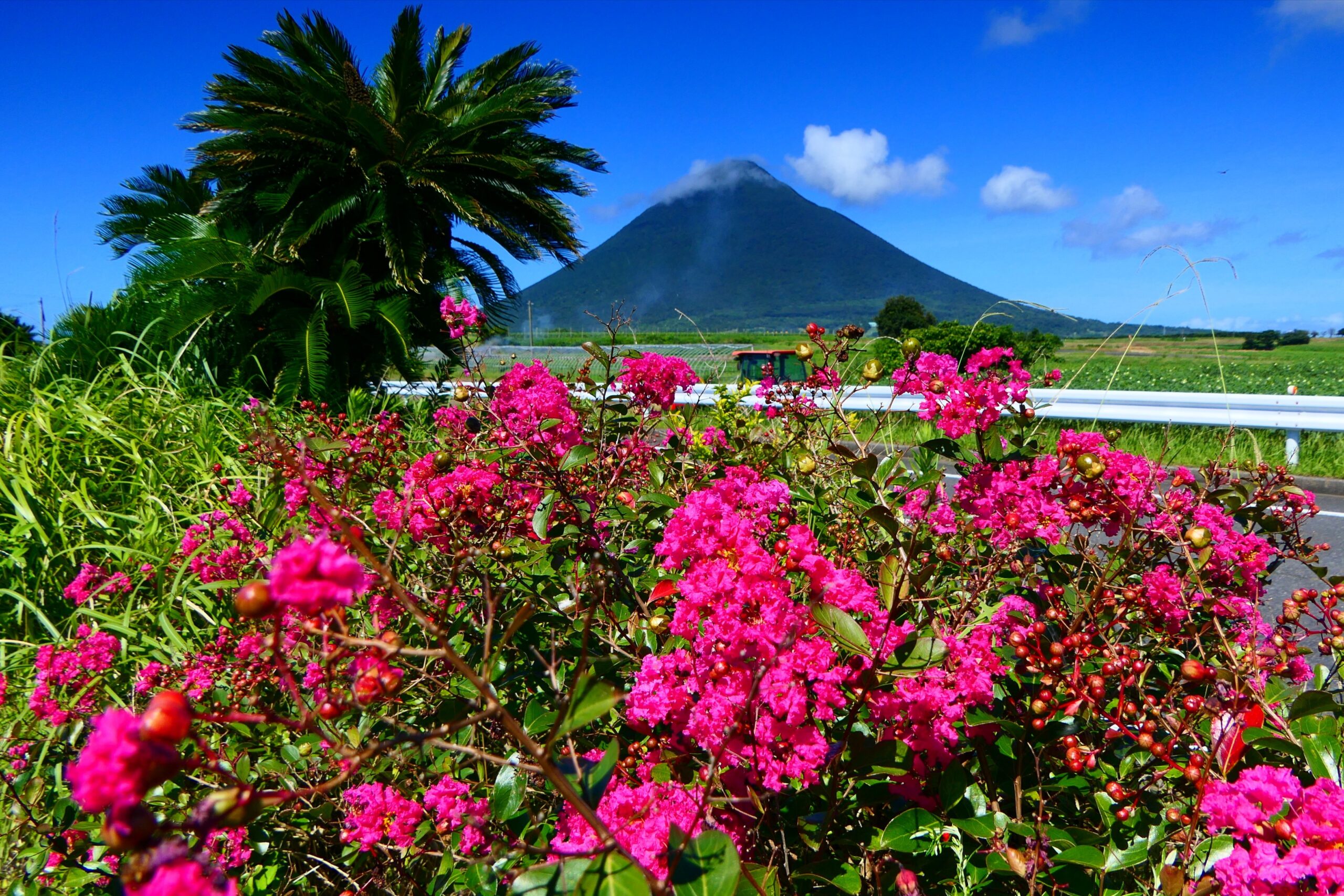 薩摩富士開聞岳とサルスベリ