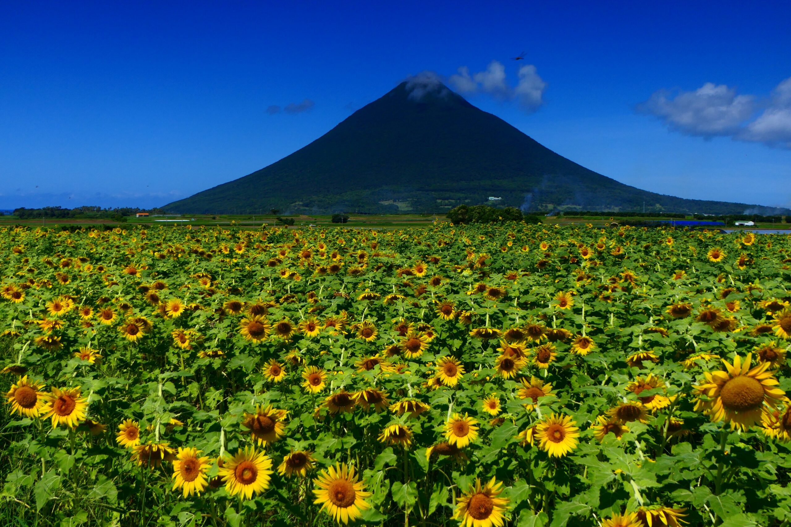 摩富士開聞岳とヒマワリ