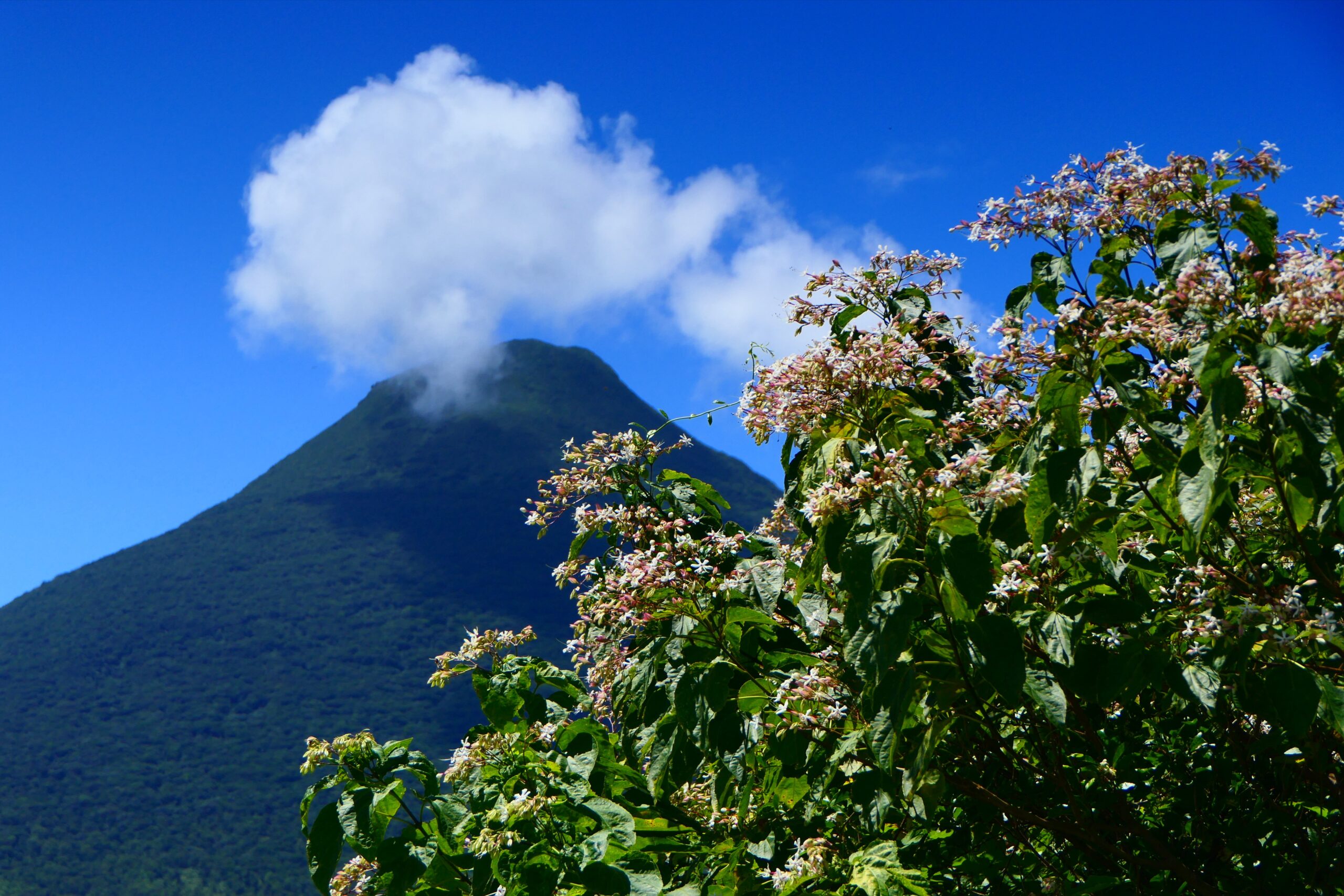 薩摩富士開聞岳とクサギ
