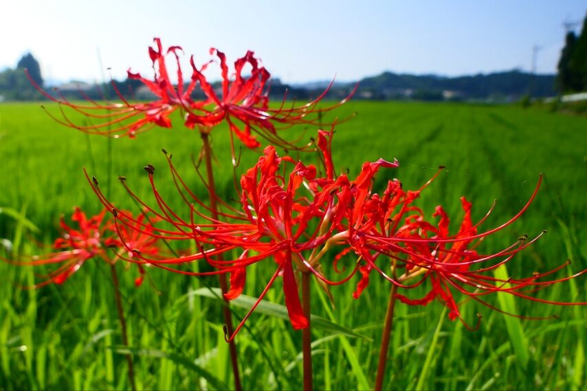 ヒガンバナ