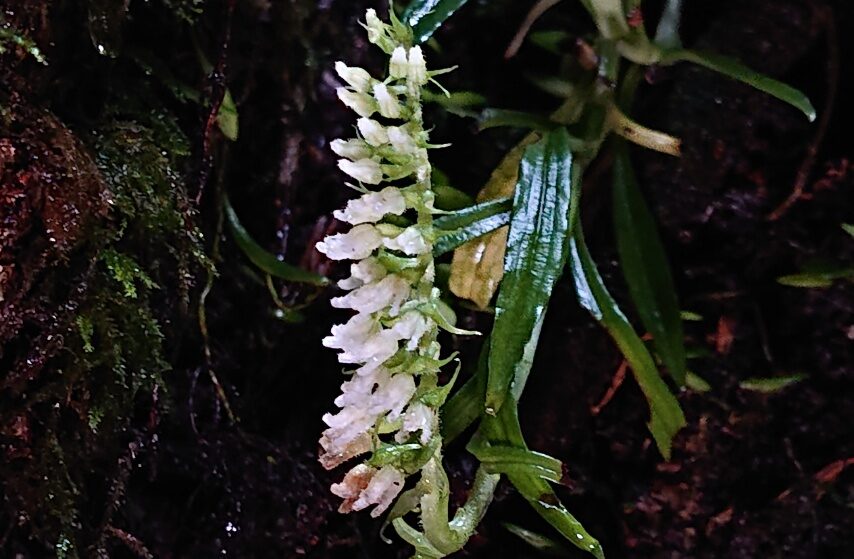 ツリシュスラン