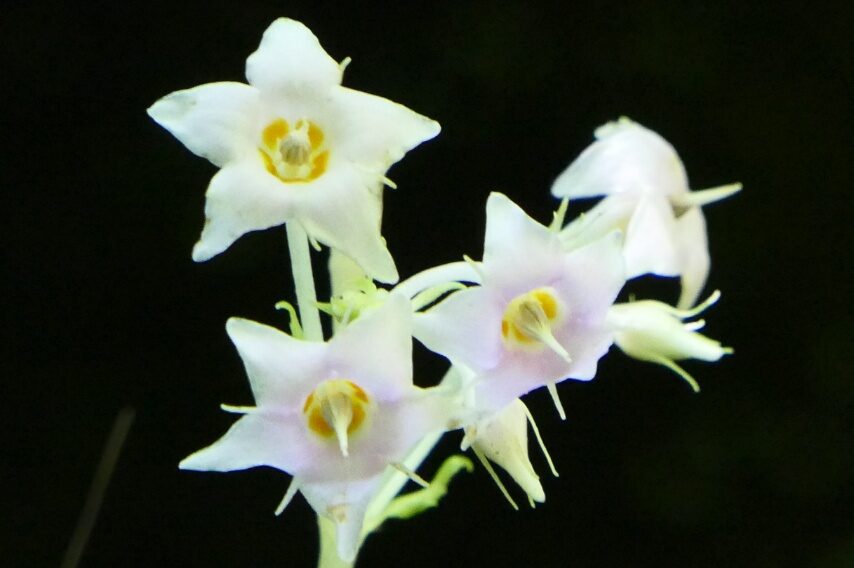 イワタバコ（白花）