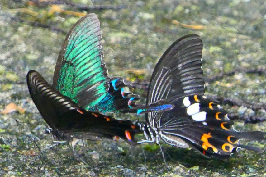 ミヤマカラスアゲハとモンキアゲハ