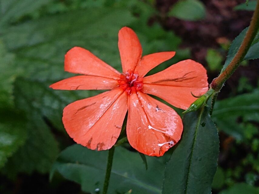 フシグロセンノウ