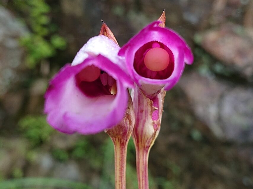 ナンバンギセル